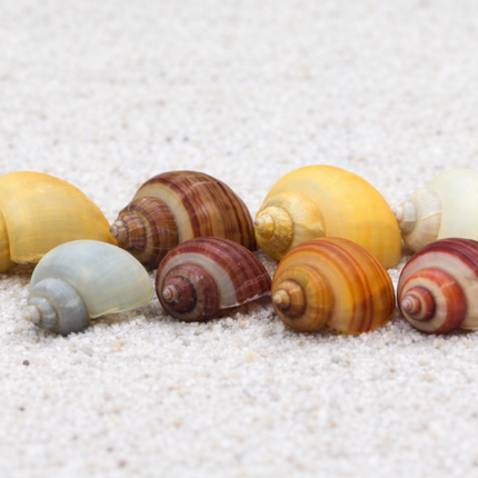 Mystery snails 2cm