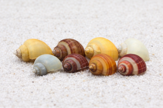Mystery snails 2cm