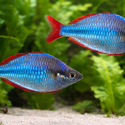 Neon dwarf rainbowfish 3cm