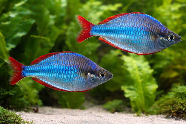 Neon dwarf rainbowfish 3cm