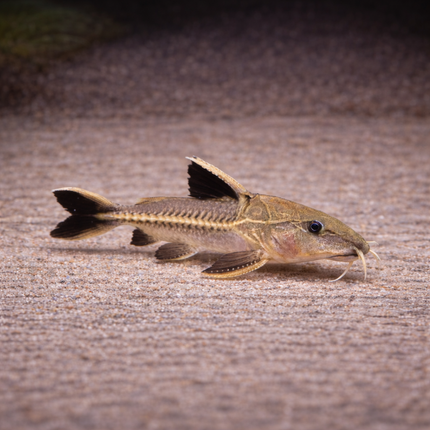 Oxydoras Niger (8-10cm)