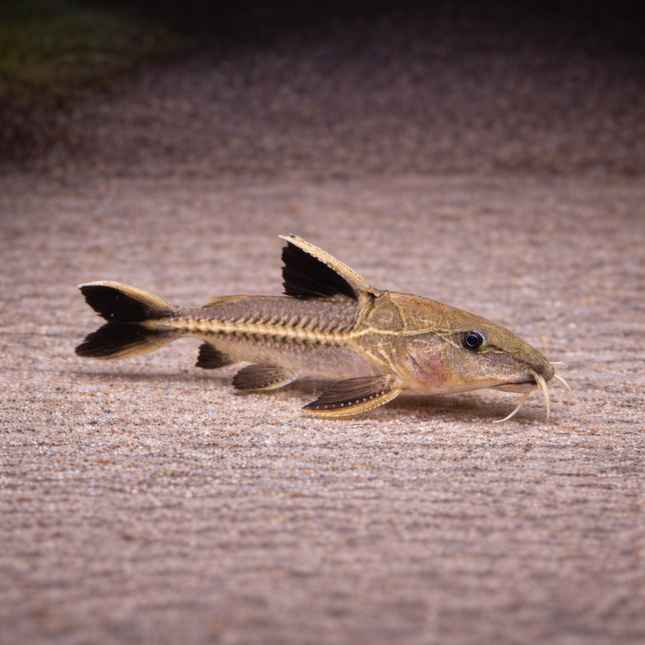 Oxydoras Niger (8-10cm)
