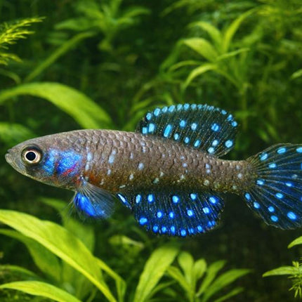Austrolebias nigripinnis 3-4cm