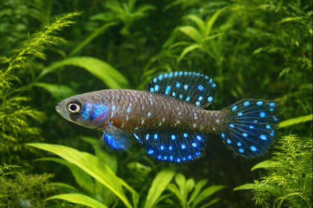 Austrolebias nigripinnis 3-4cm