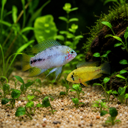 Apistogramma borellii Opal 3-4cm
