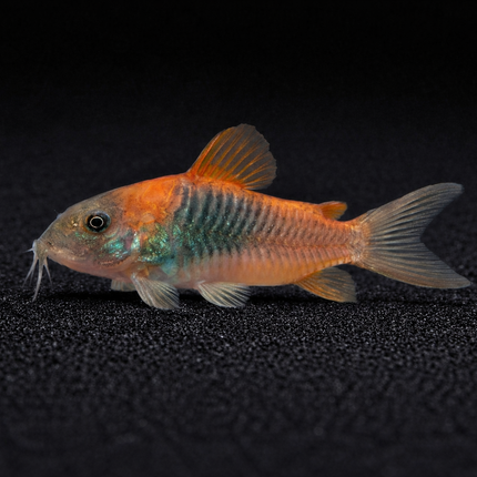 Corydoras Orange Venezuela (2.5cm)