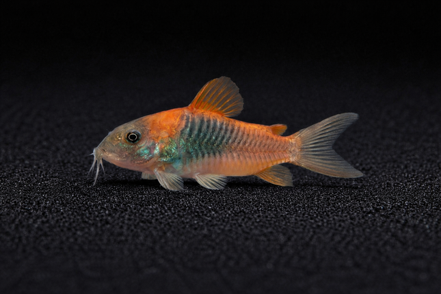 Corydoras Orange Venezuela (2.5cm)