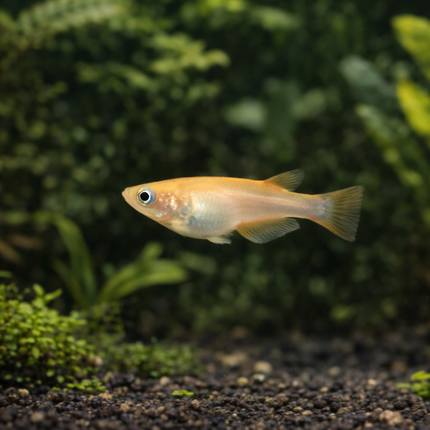 Orange ricefish 1.2cm