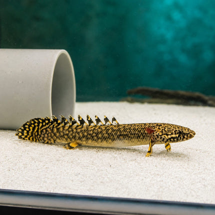 Bichir ornatipinnis 10-12cm