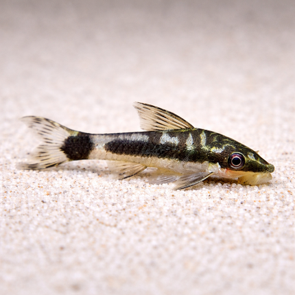 Otocinclus affinis 3cm