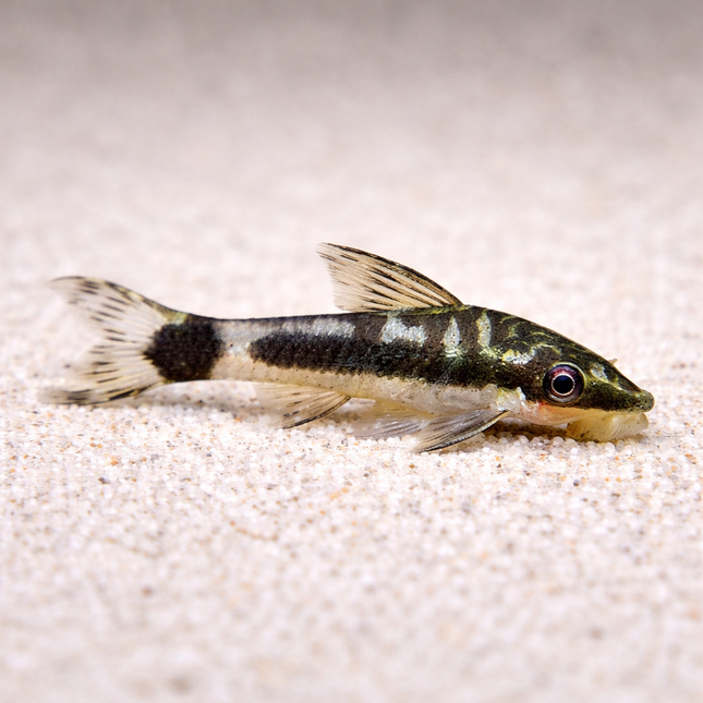 Otocinclus affinis 3cm