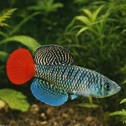 Nothobranchius patrizii 3-4cm