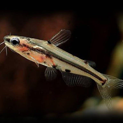 Pelteobagrus ornatus 3cm
