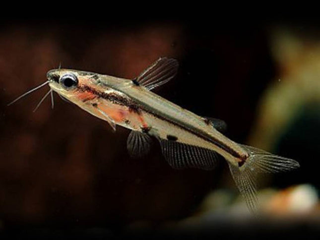 Pelteobagrus ornatus 3cm
