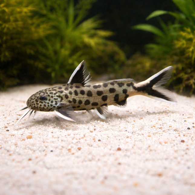 Extol Fish Buy Monster Fish & Oddball Fish | Exotic Freshwater Fish | Fishlist ...