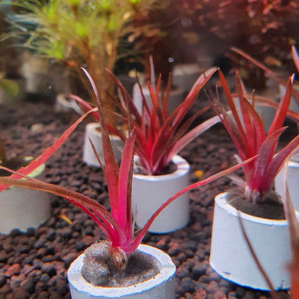 Spectacular Eriocaulon Quinquangulare Aquatic Plant: Red Base, CO2, High Light