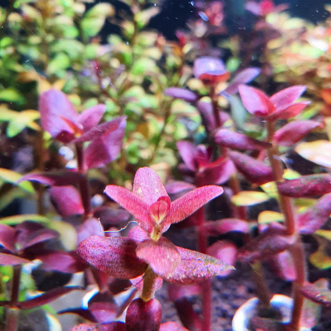 Bacopa Salzmannii Araguaia Purple Live Aquarium Plant Easy Care Midground Background