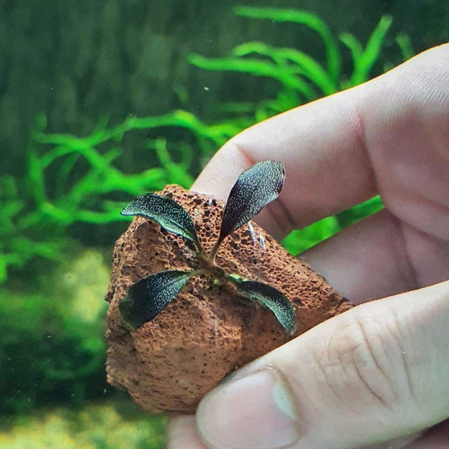 Rare Bucephalandra Brownie Ghost 2011 Aquatic Plant - Intense Purple Lilac Color