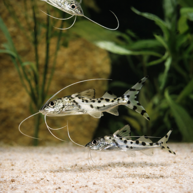 Pictus Catfish (5-6cm)