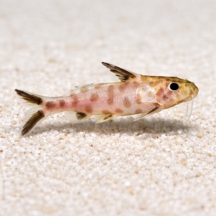Synodontis Petricola Pink (2.5cm)