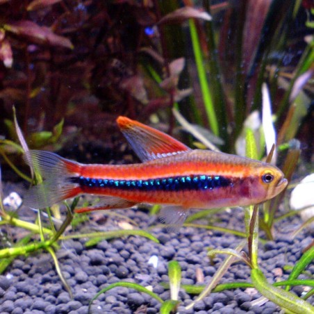 Weitzmani tetra 2.5-3cm