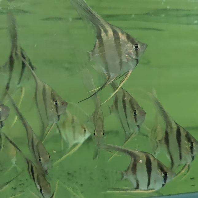Altum angelfish 3-6cm