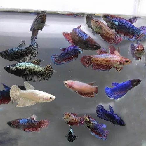 Assorted female betta 3cm
