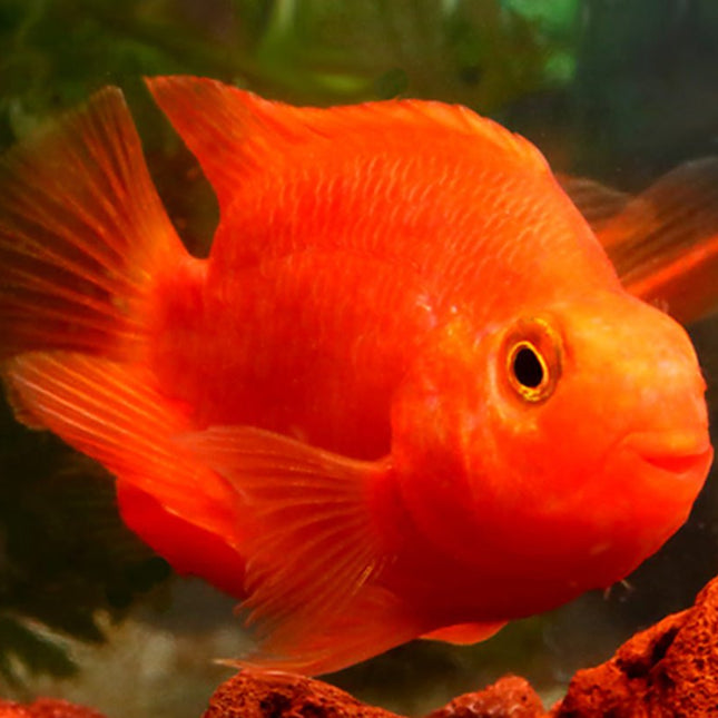Red parrot cichlid 6-7cm
