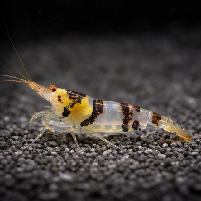 Racoon tiger shrimp 1-1.5cm