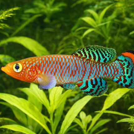 Nothobranchius rachovi 3-4cm