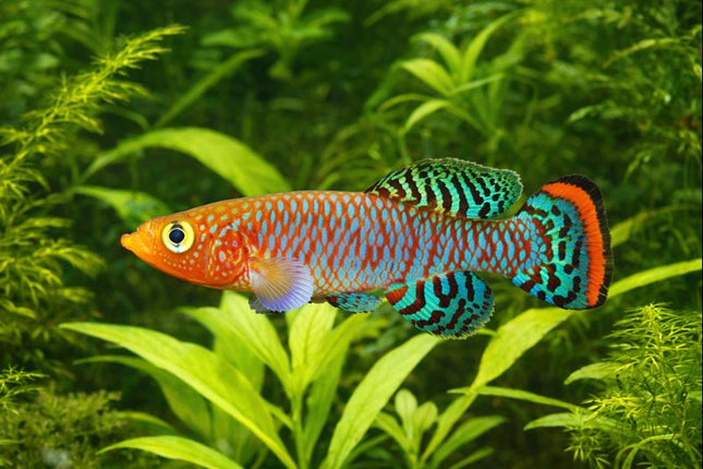 Nothobranchius rachovi 3-4cm