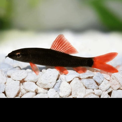 Rainbow Shark 5cm