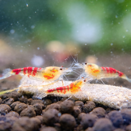 Red dragon shrimp 0.8-1cm