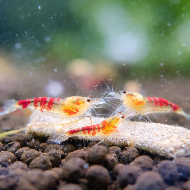 Red dragon shrimp 0.8-1cm