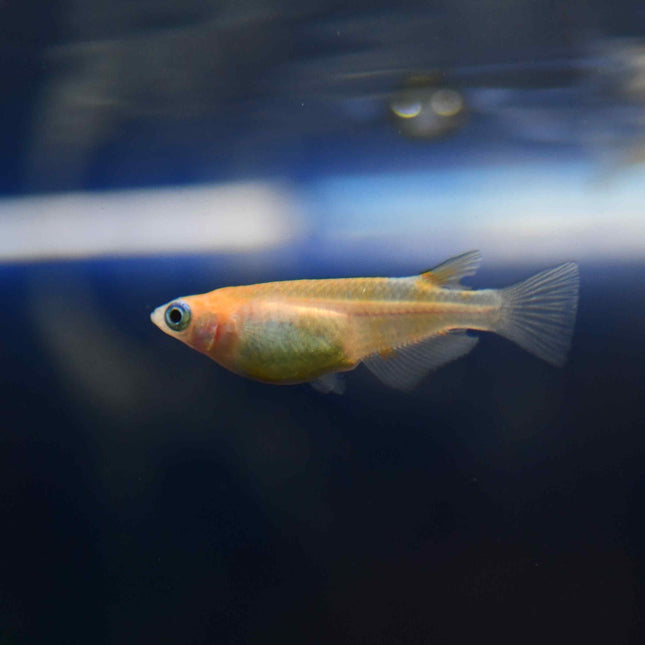Red and white Ricefish 2cm