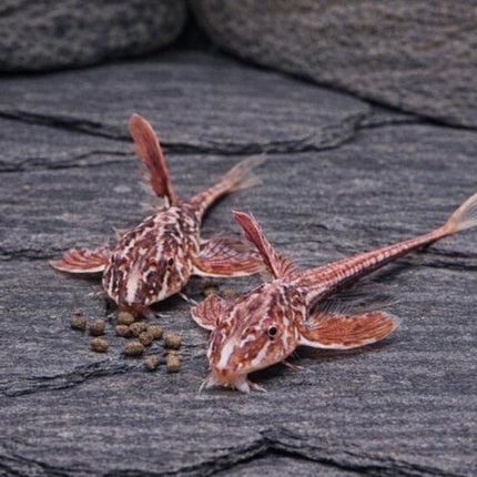 Red lizard whiptails 4-5cm