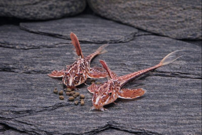 Red lizard whiptails 4-5cm