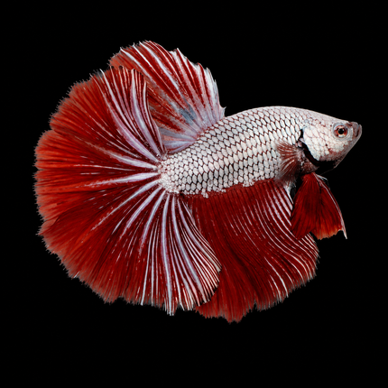 Betta male halfmoon red dragon 4cm