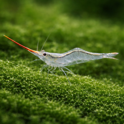 Red nose shrimp 1-1.5cm