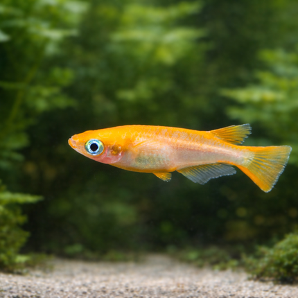 Red ricefish 2cm