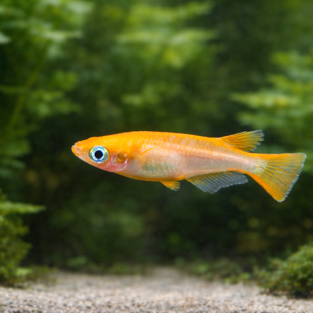 Red ricefish 2cm