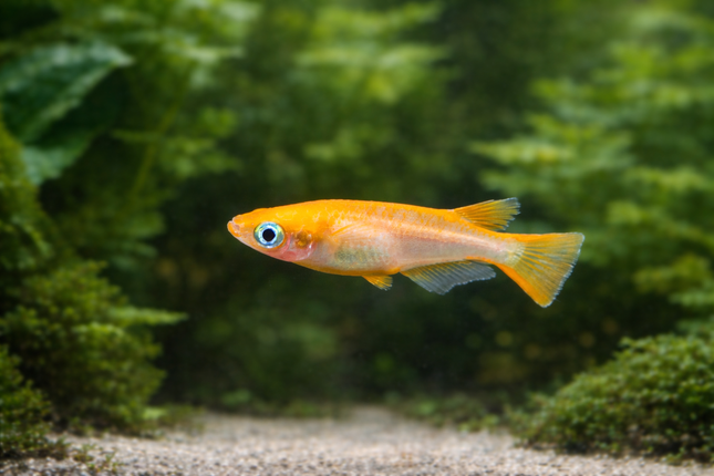 Red ricefish 2cm