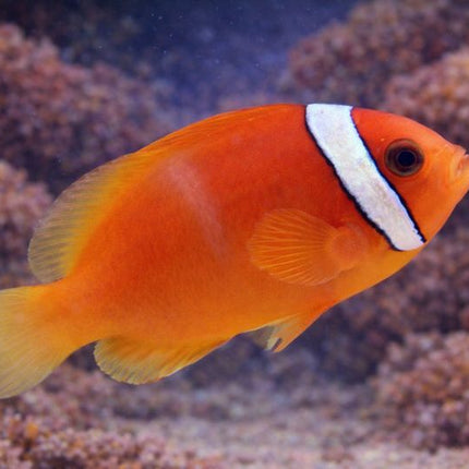 Red tomato clown fish Marine 2-5cm