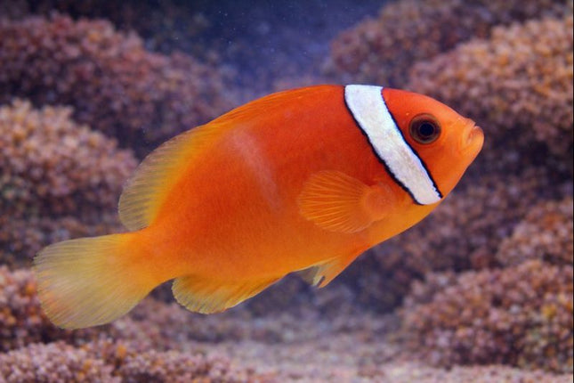 Red tomato clown fish Marine 2-5cm
