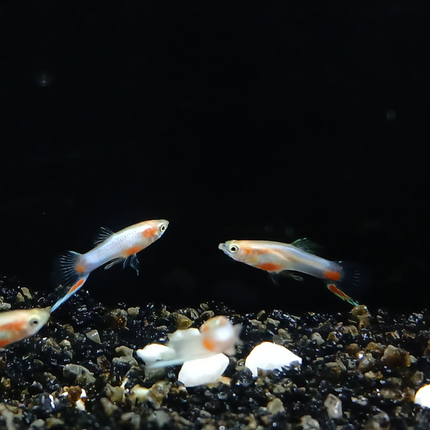Endler guppy male blonde red star 2cm