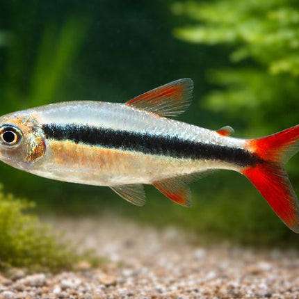 Red tail penguin tetra 2.5cm