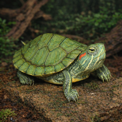Red ear slider terrapin 4-5cm