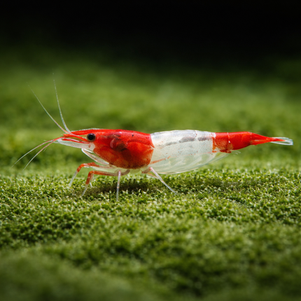 Red rili shrimp 1-1.5cm