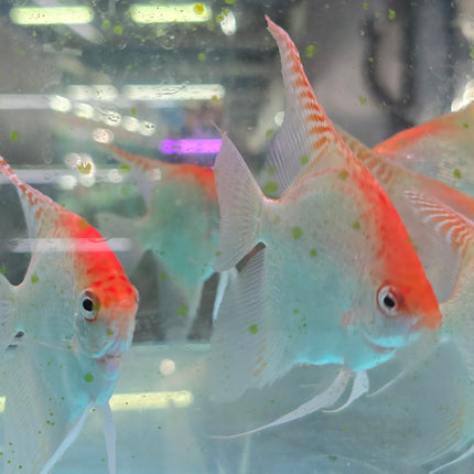 Red cap angelfish 4-5cm
