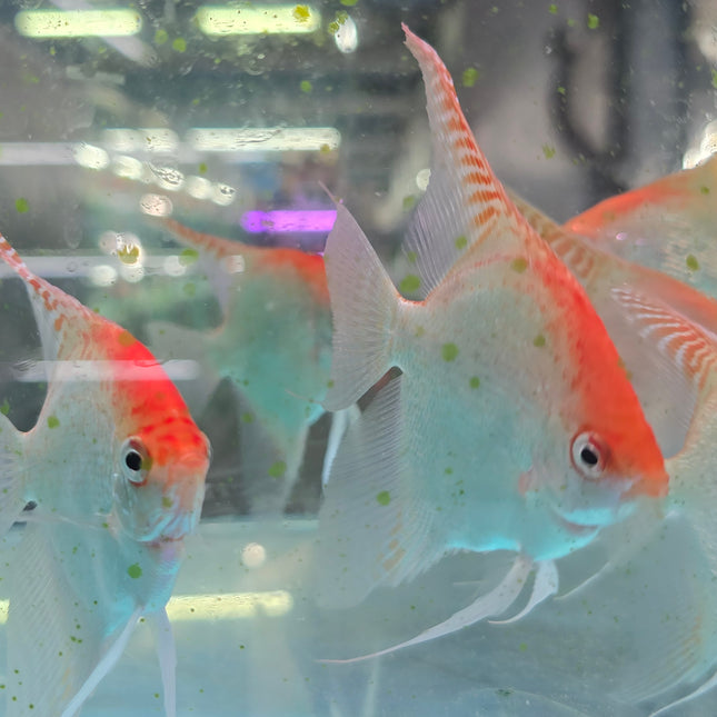 Red cap angelfish 6-7cm